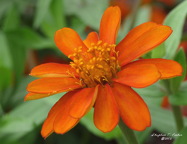 Orange Bloom II