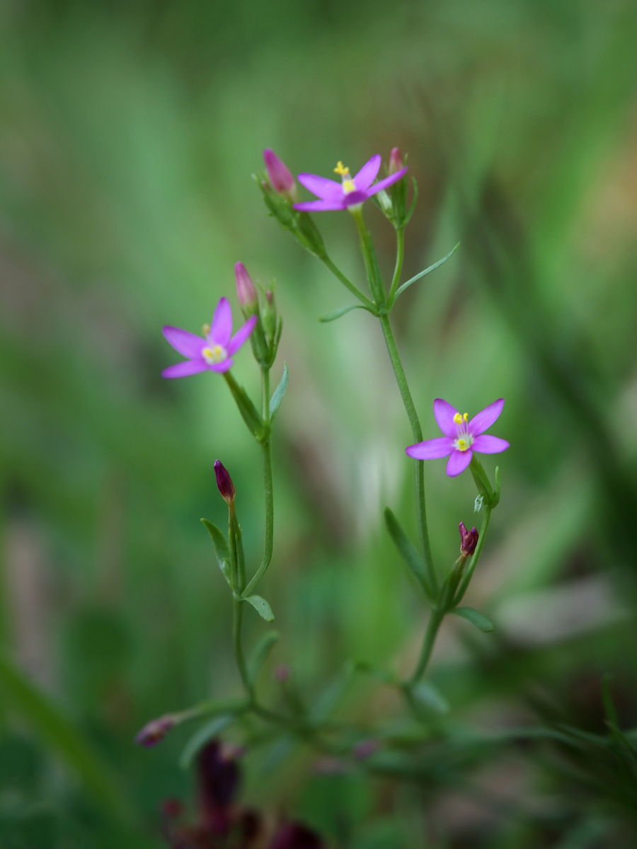 Unknown Wildflower