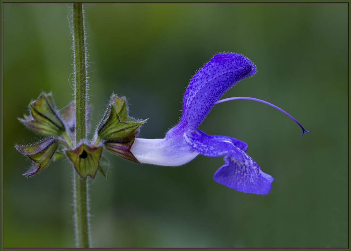 Purple Passion