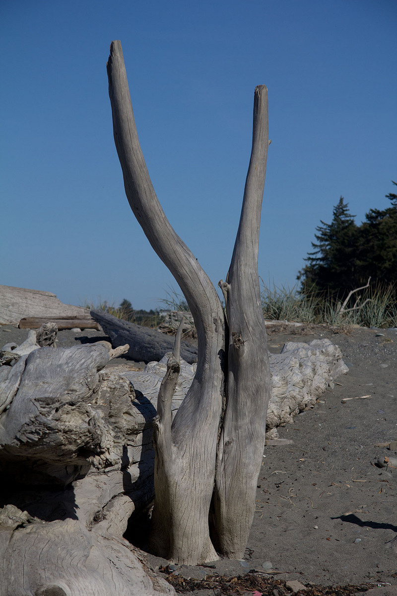 Dungeness Dance
