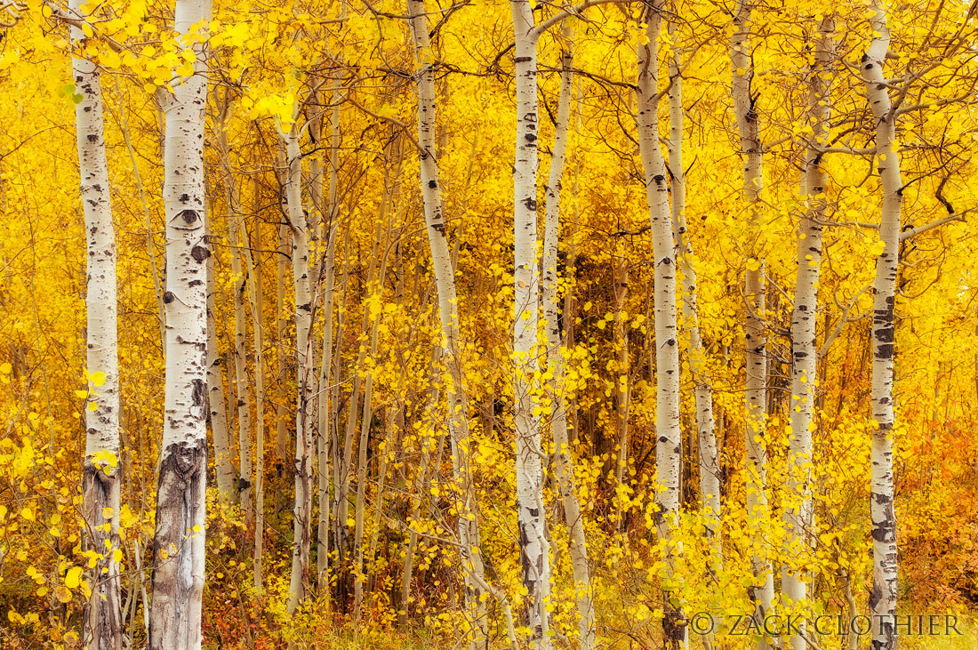 Golden Spectrum