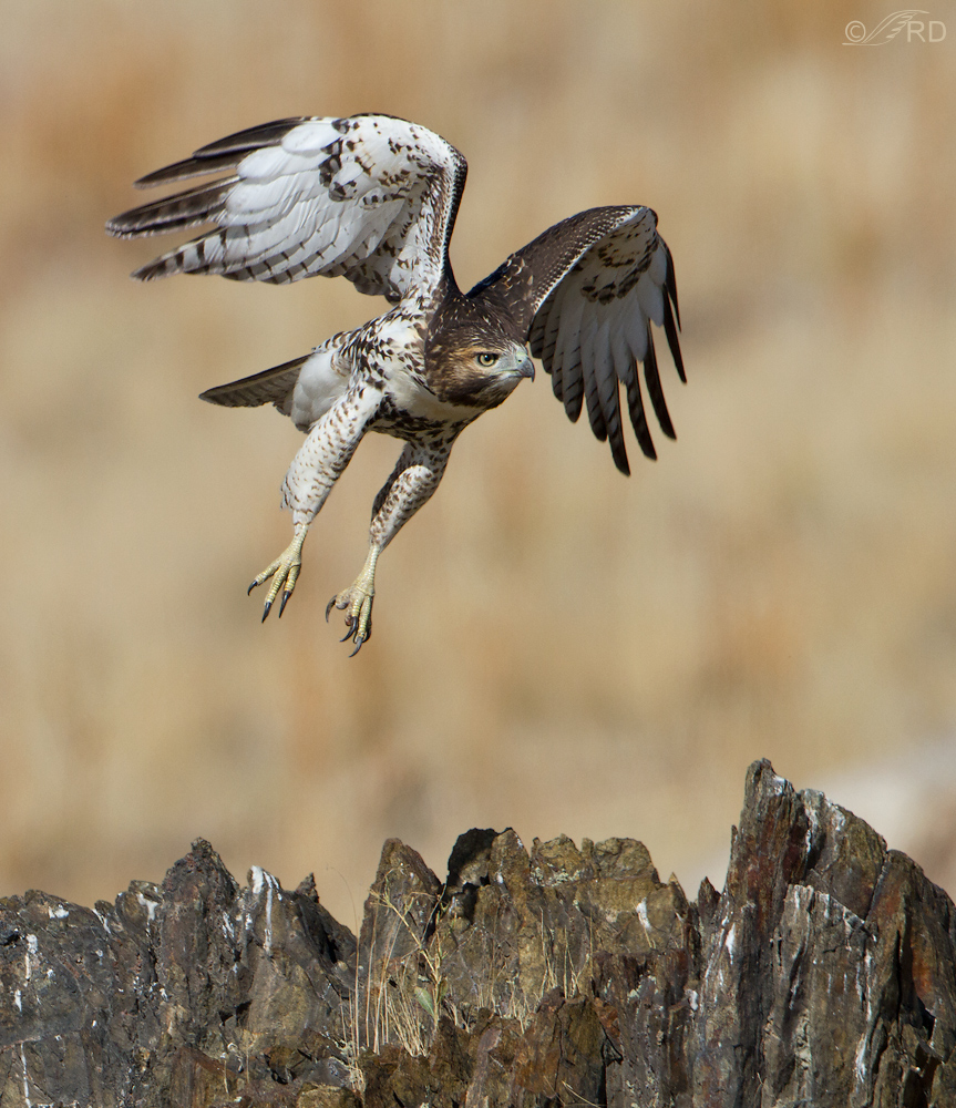Red-tailed Hawk