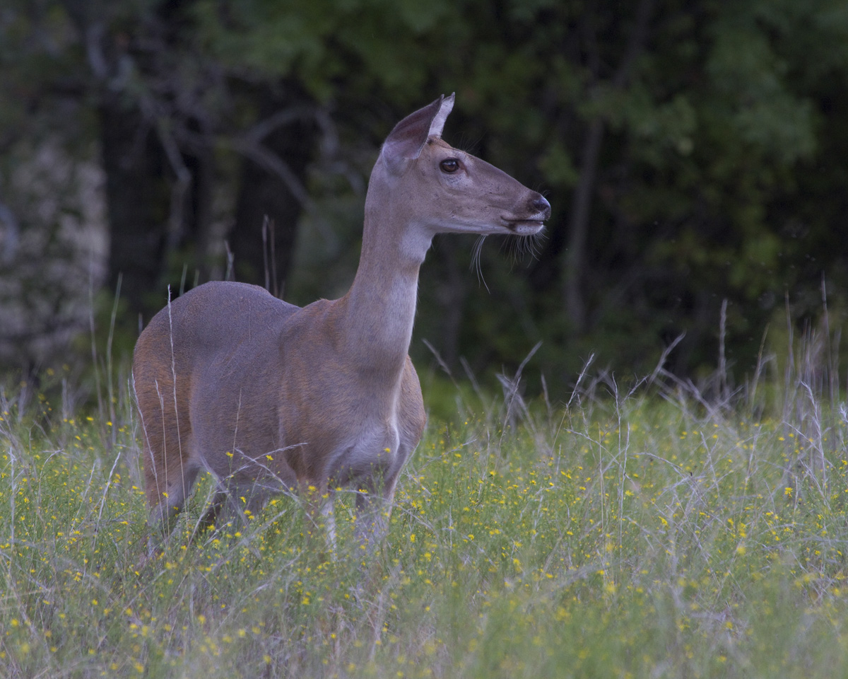 Doe Stare