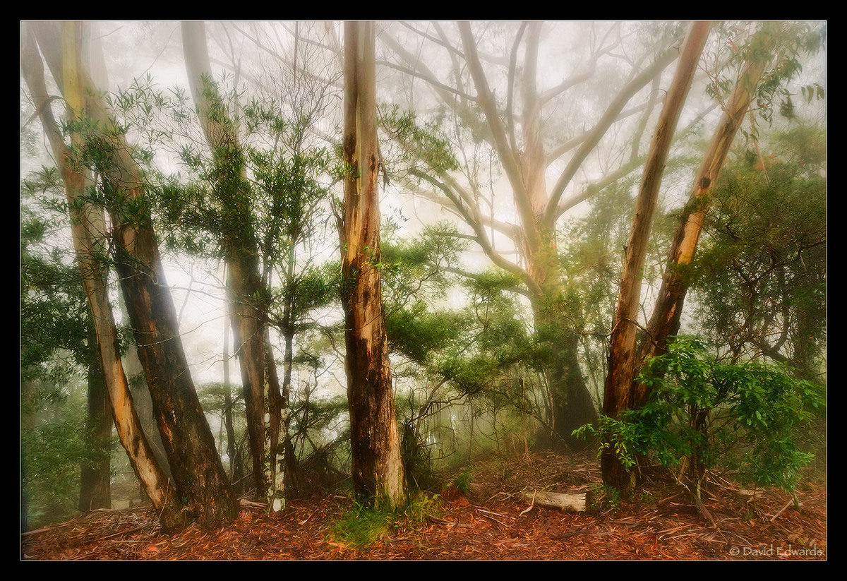 Forest Glow