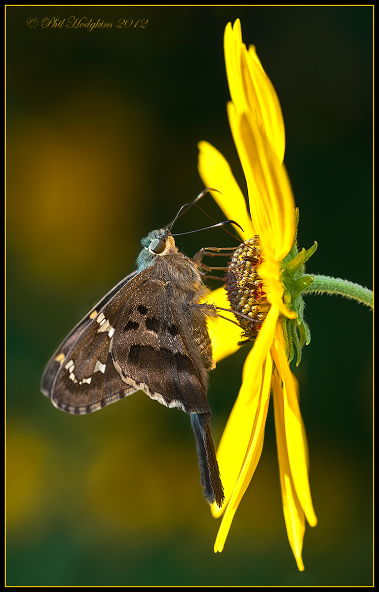 Long-tailed Skipper