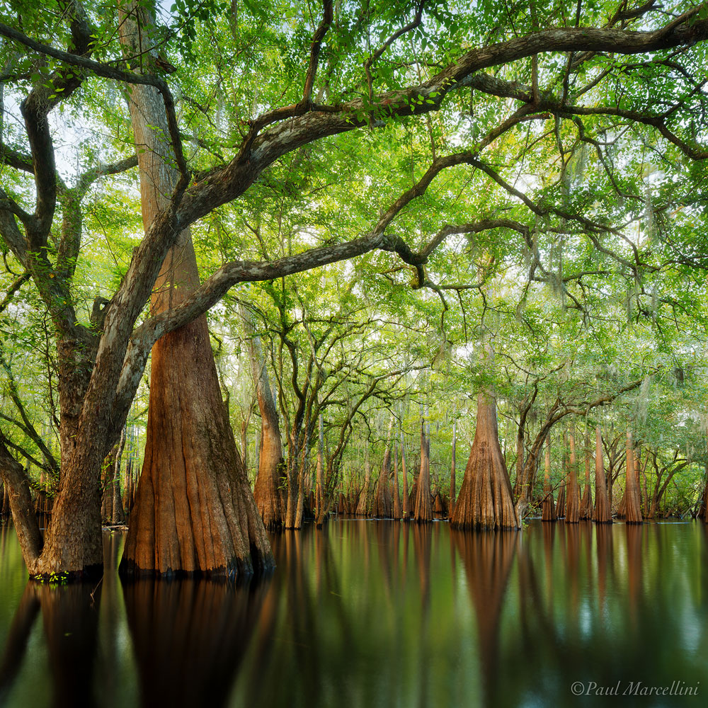 Cypress Sanctuary