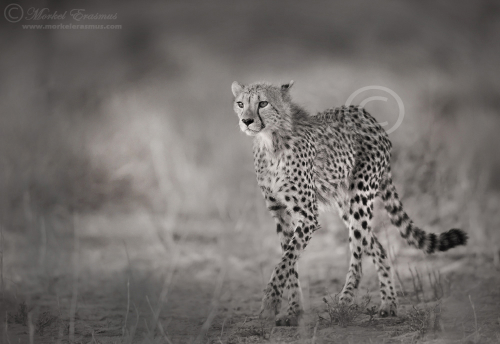 Hunter's Gait