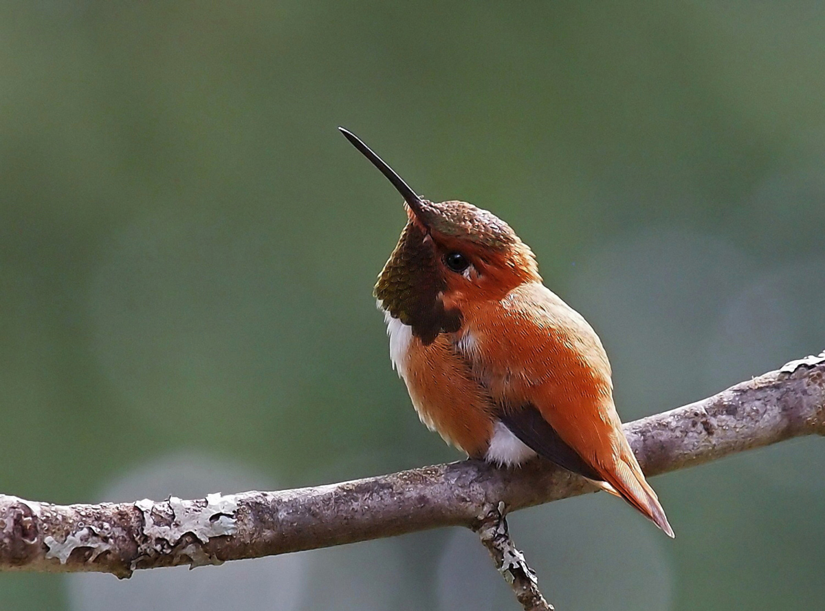 Rufous Hummingbird, male