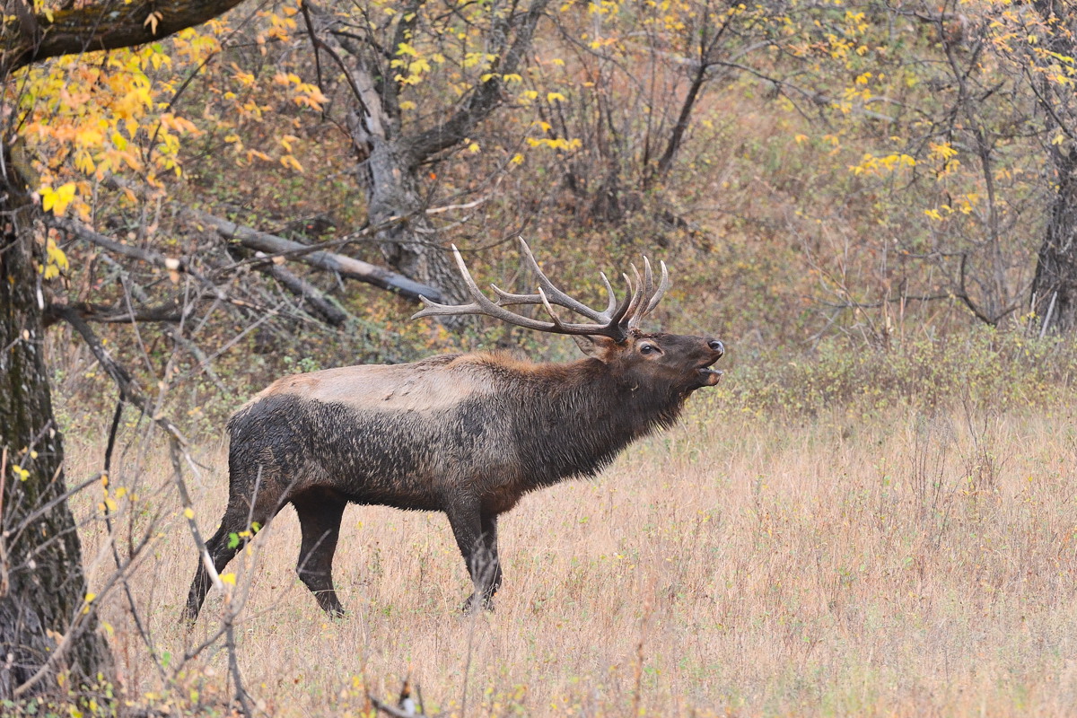 Trash Talker: bull elk