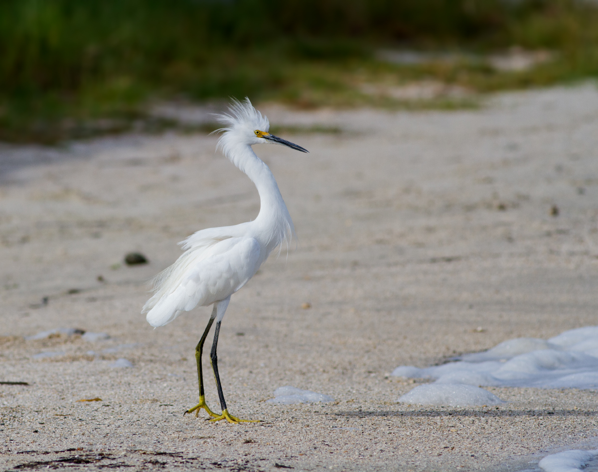 Snowy Egret