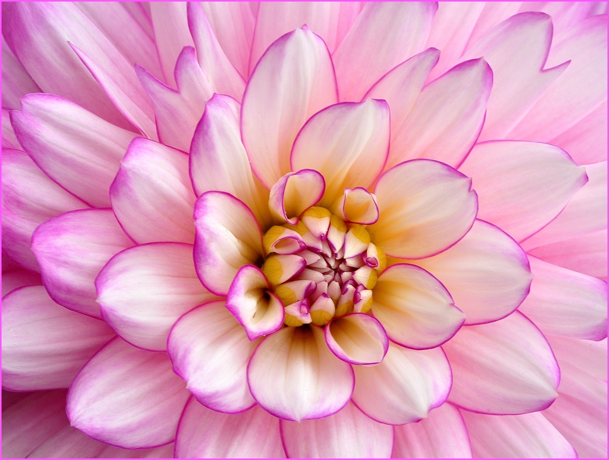 Dahlia