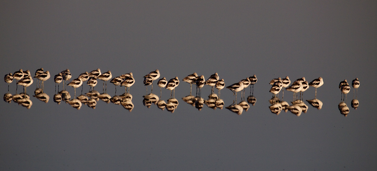 American Avocets