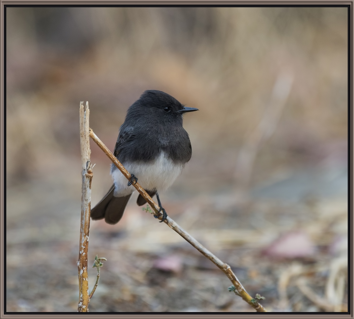 Black Phoebe