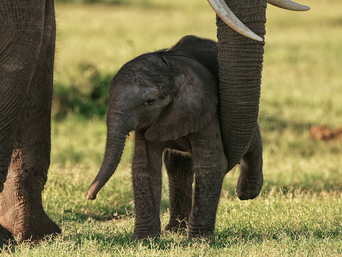 A Helping Trunk