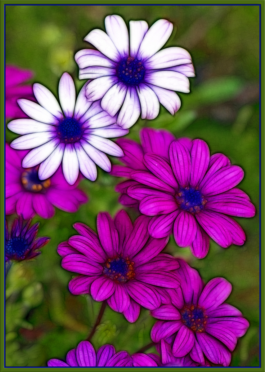 Gerberas