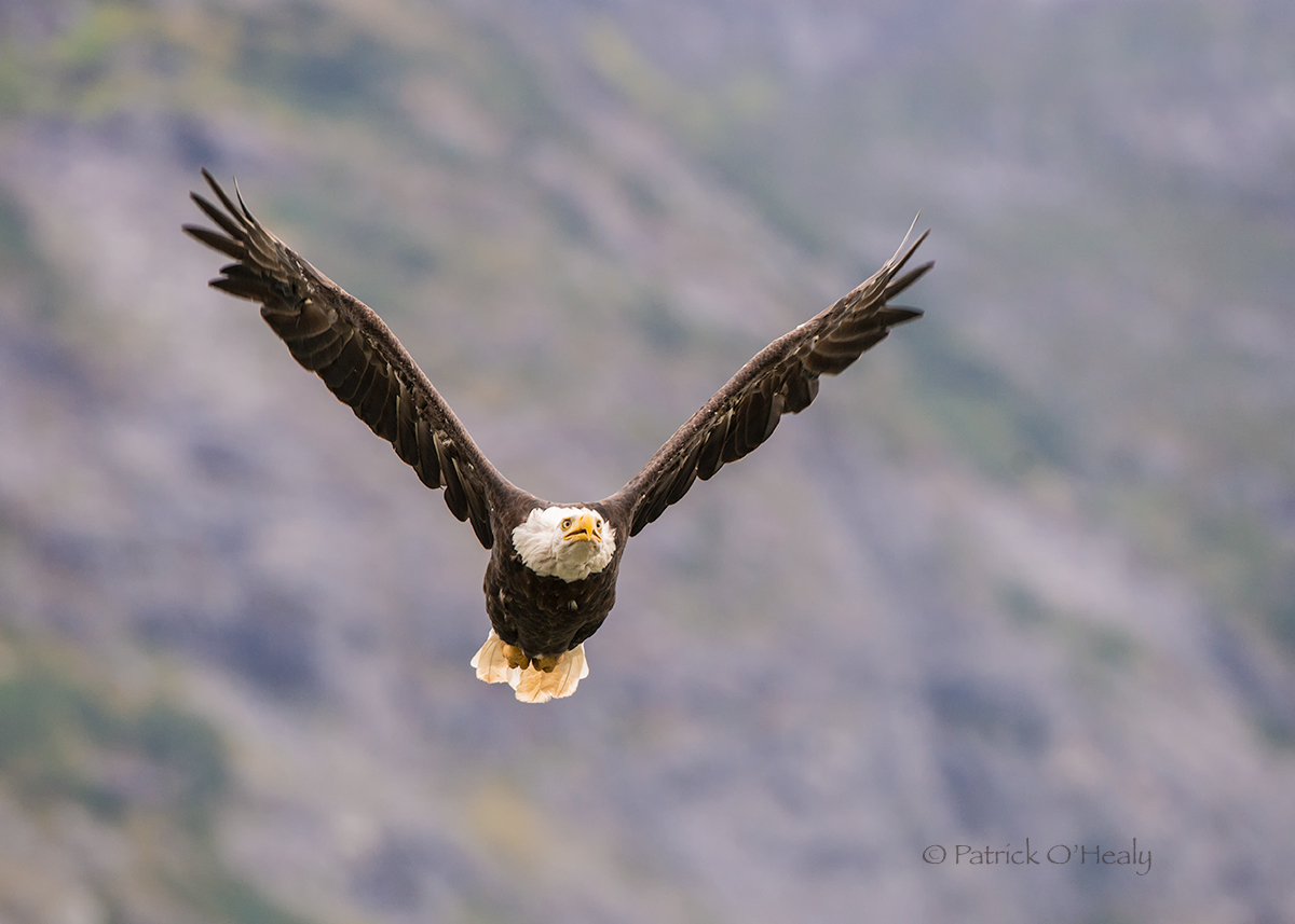 Bald Eagle