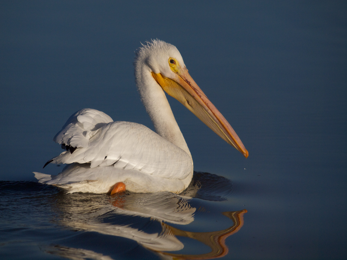 American White Pelican