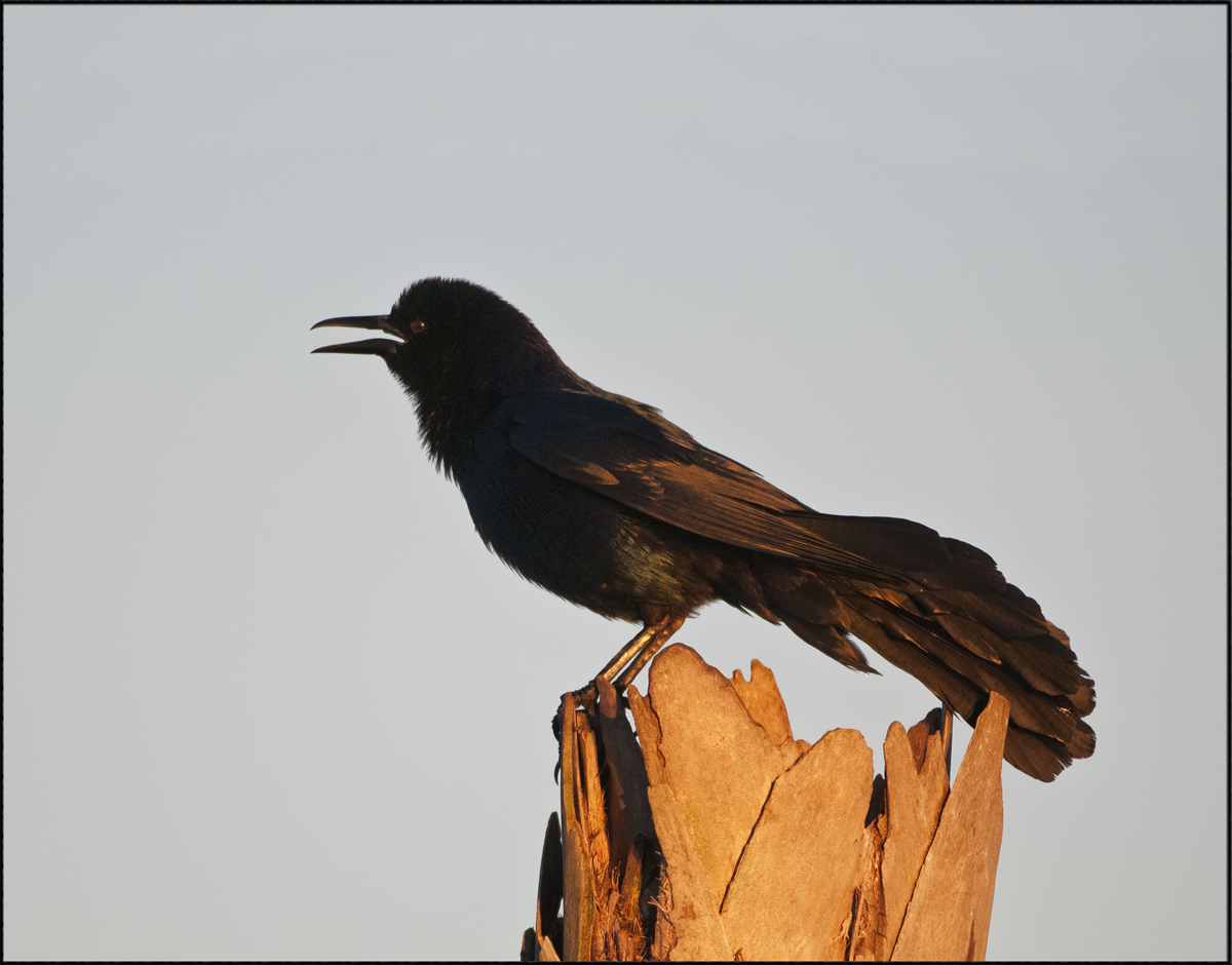 Great-Tailed Grackle