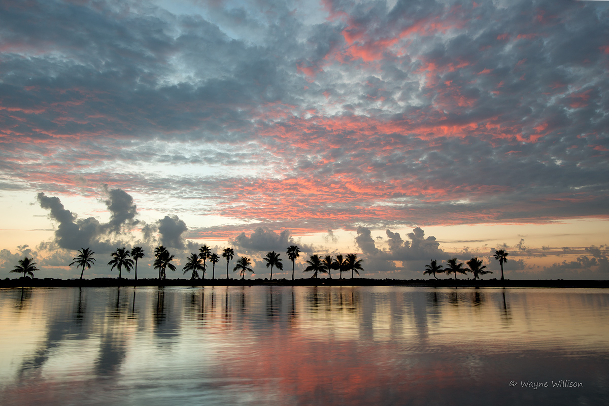 Palms and Sunrise