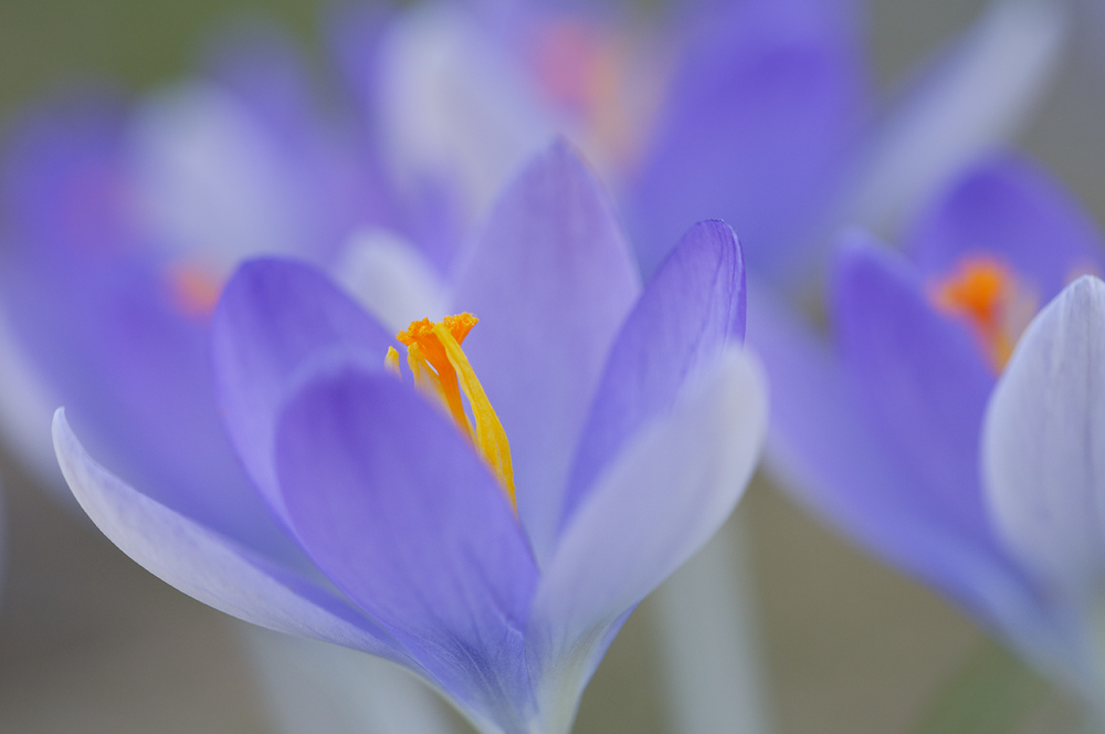 Crocus Close-up