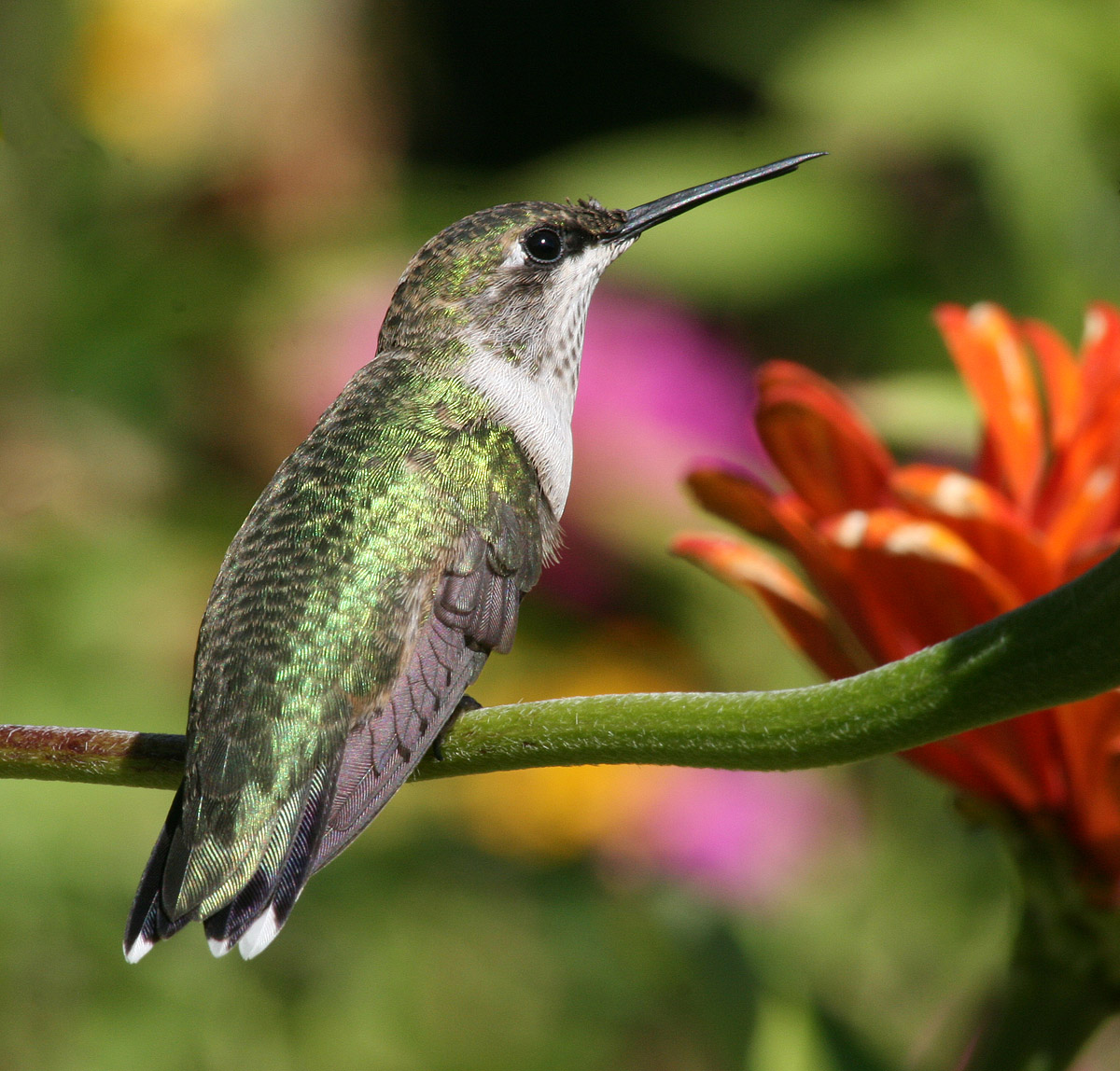 Hummingbird