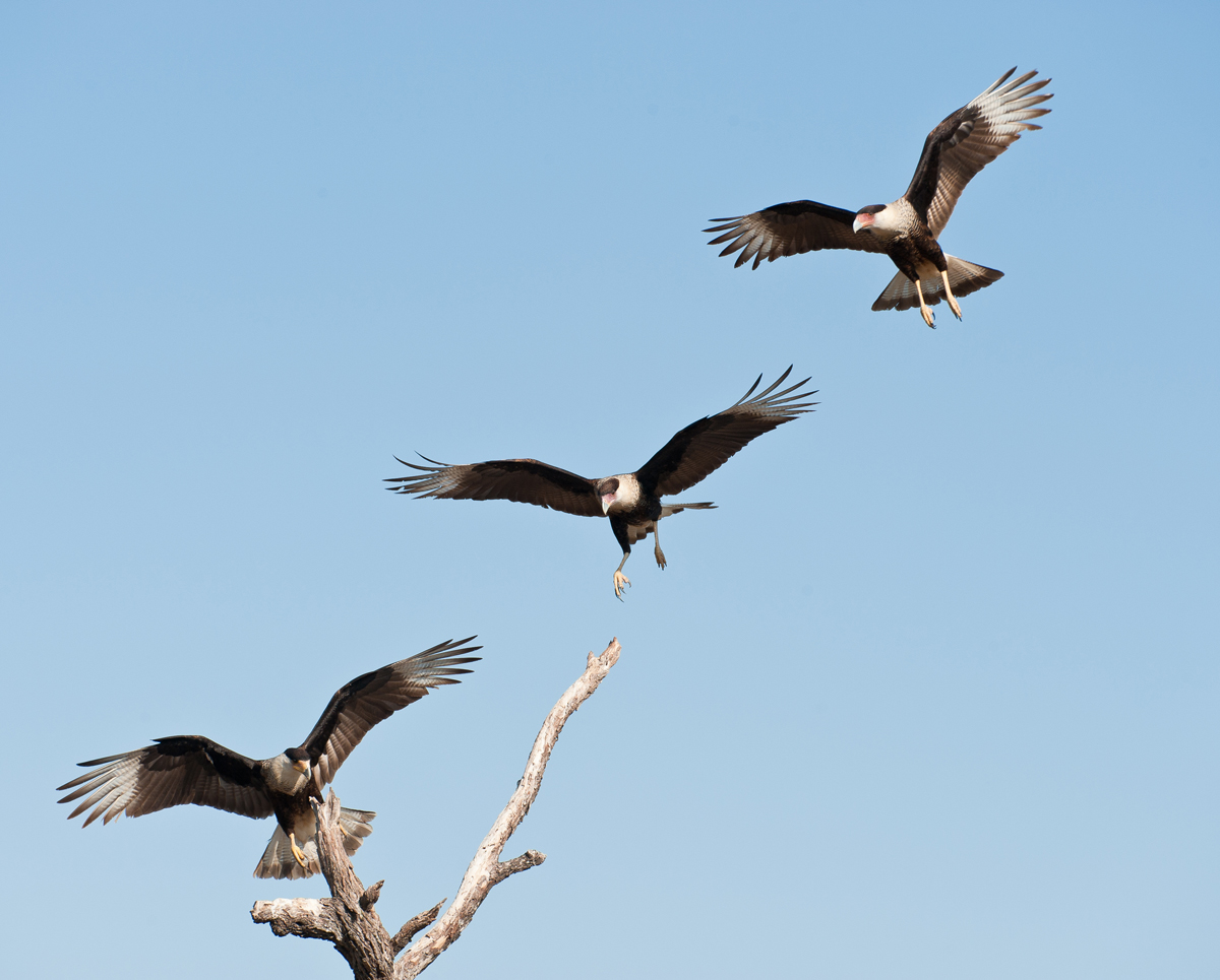 Caracara Formation