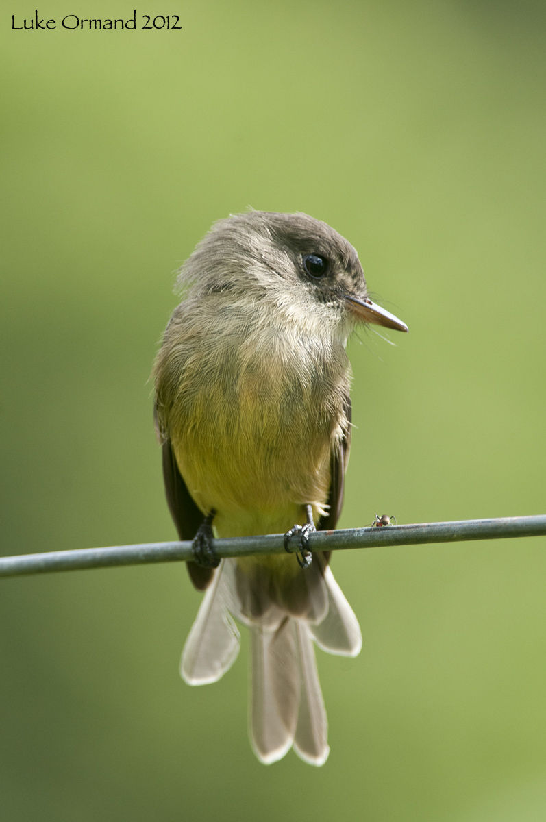 Lesser Antillean Pewee
