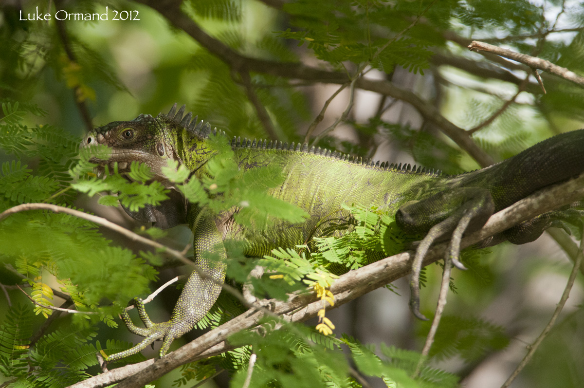 Lesser Antillean Iguana