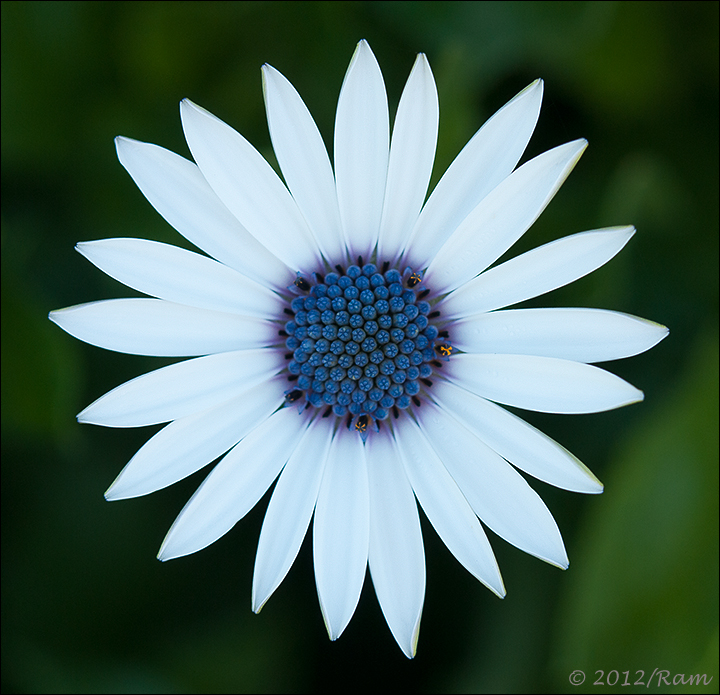 Osteospermum