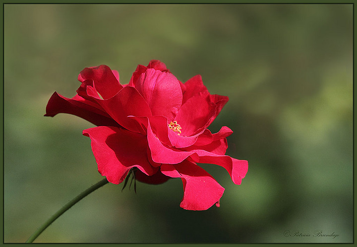 Simply Red
