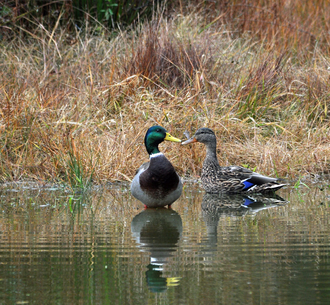 Courtship