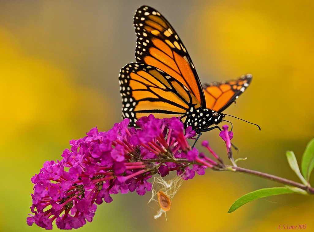 Monarch 2