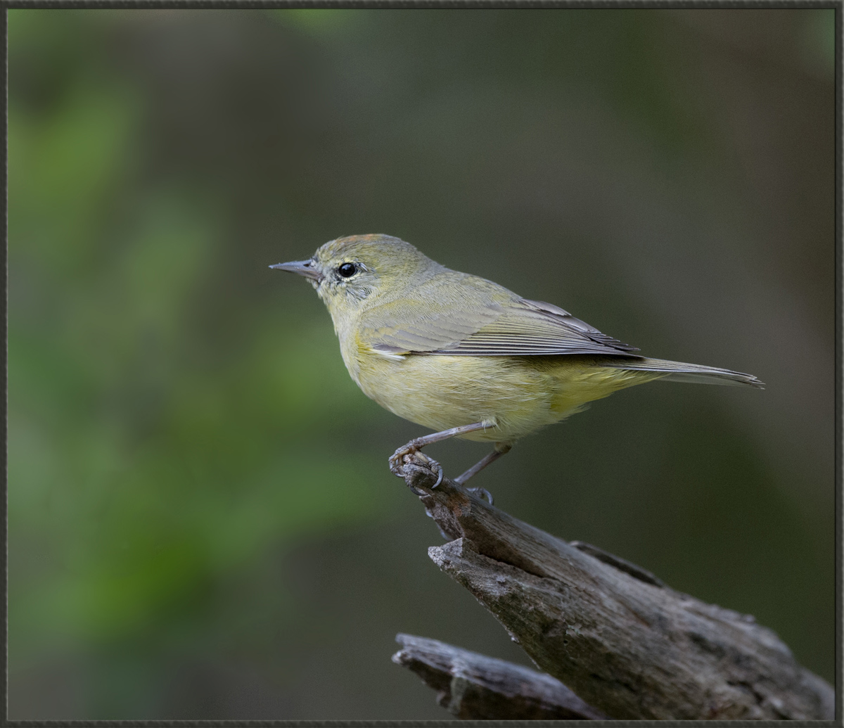 O-C Warbler