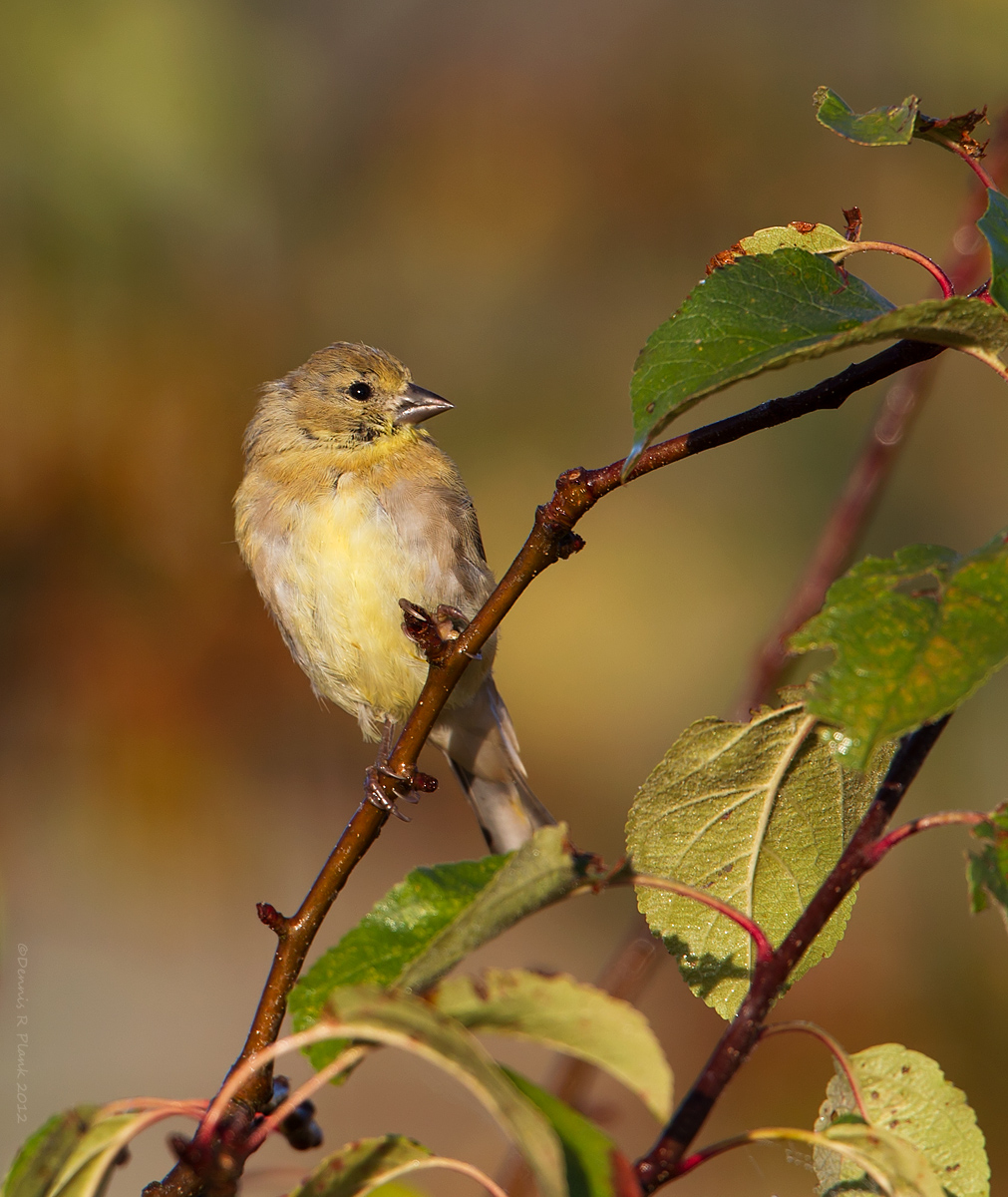 Juvenile Goldfinch