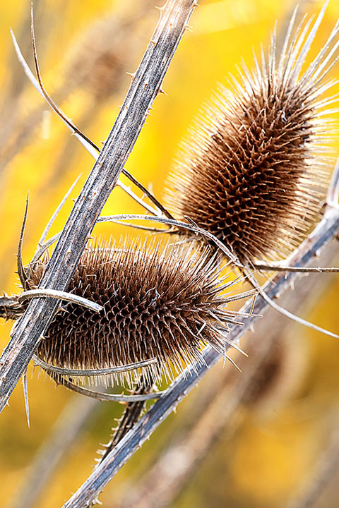 Tangled Teasel