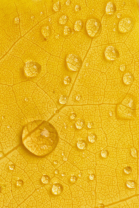 Rain on Tulip Tree Leaf
