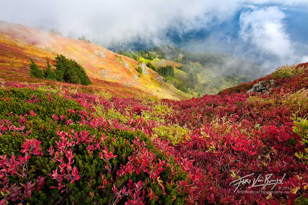 Berry Heaven