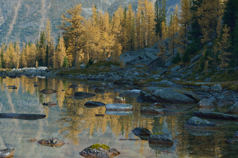 Larch Trees