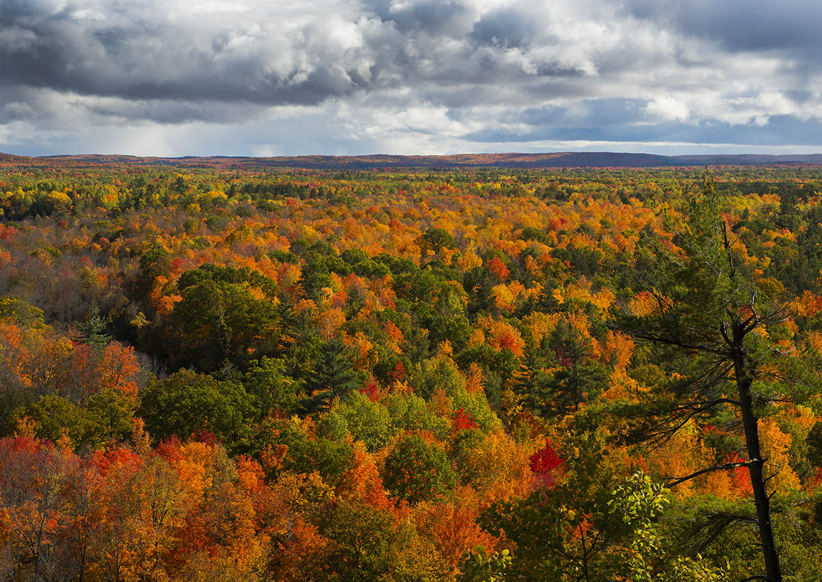 Autumn Splendor