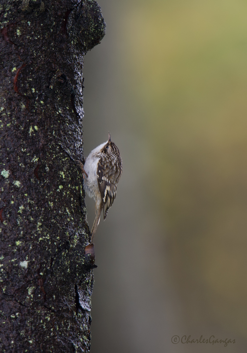 Brown Creeper