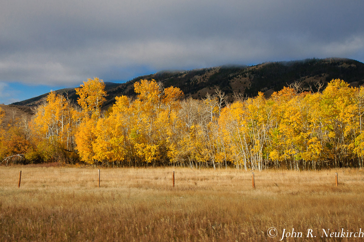 Medicine Bow Aspens