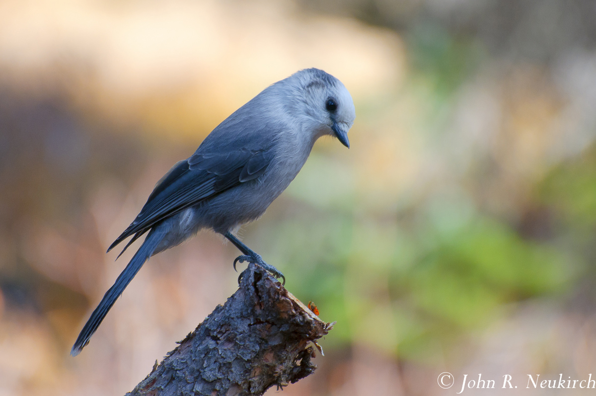 Gray Jay