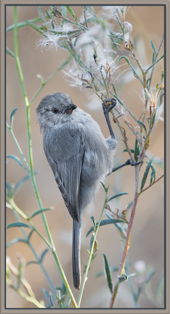 Bushtit Fall Feast