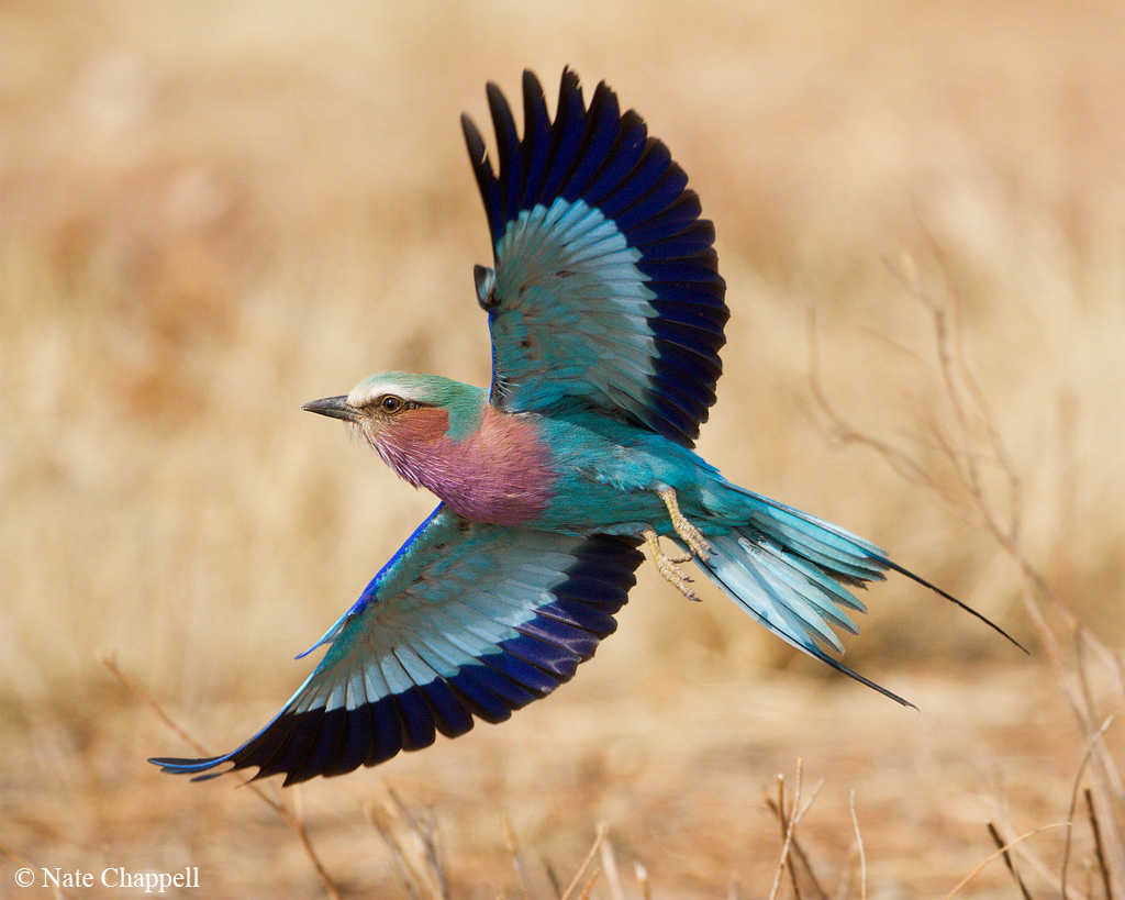 Lilac-breasted Roller