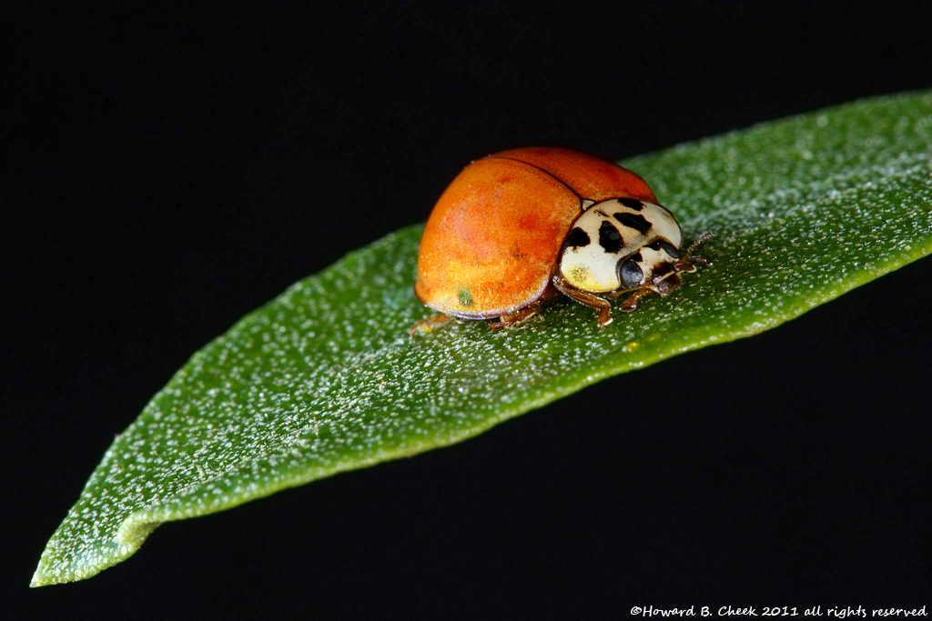 Leaf Me Alone