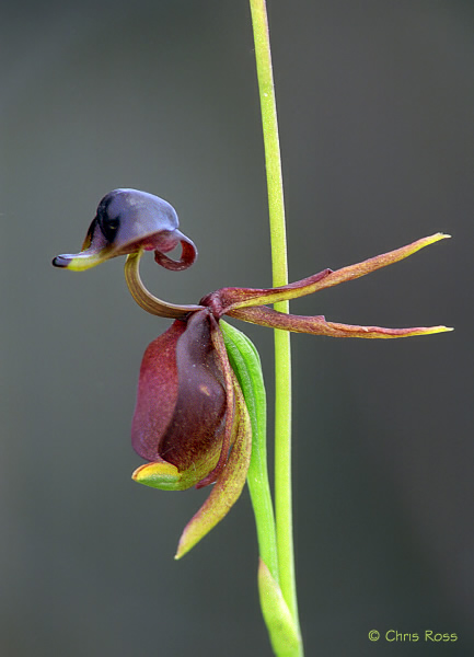 Flying Duck Orchid