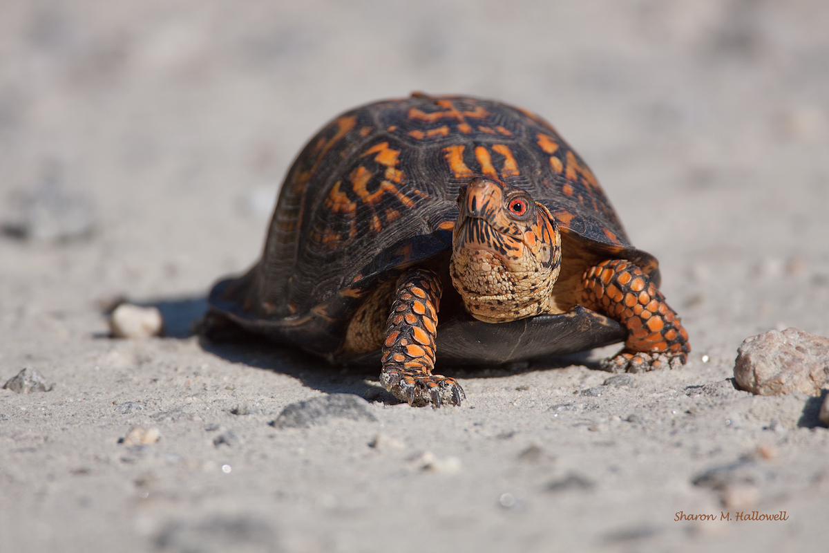 Eastern Box Turtle