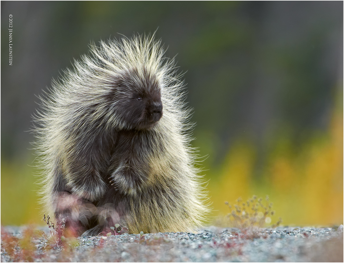 Wildlife - 1st Place