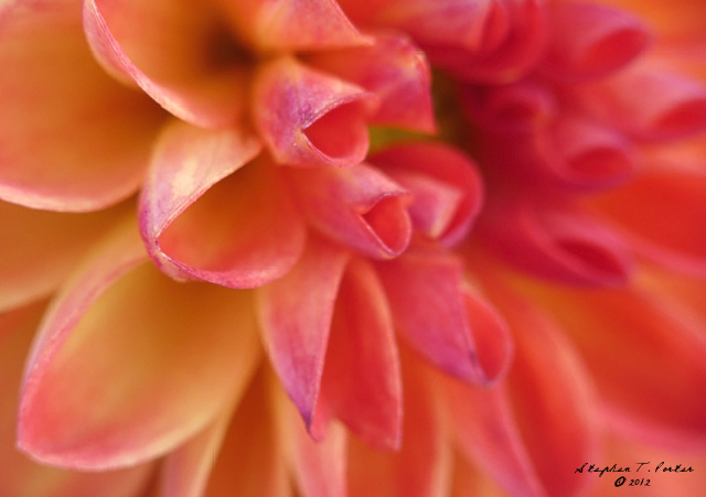 Dahlia