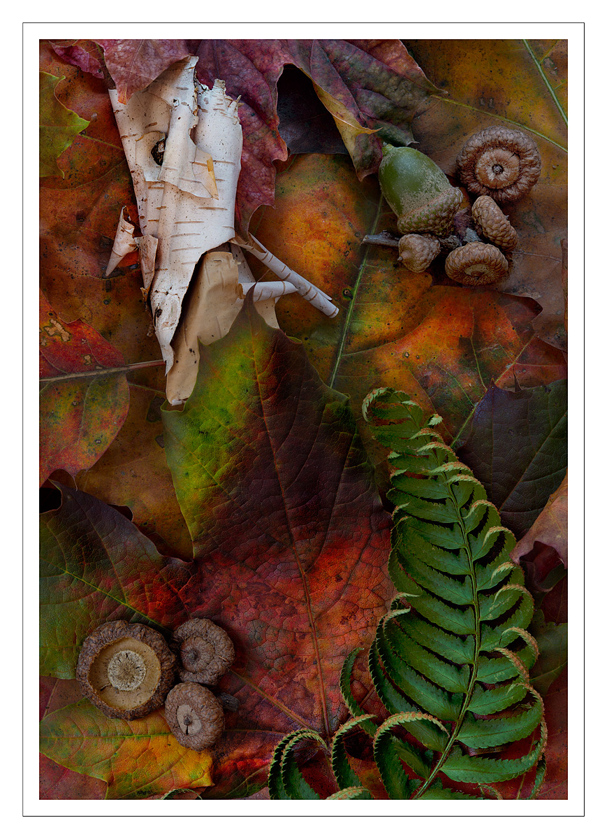 Fall Leaves IX